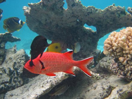 Hello_Mauritiu_Blue_Bay_Coral_Garden_Underwater_Sealife