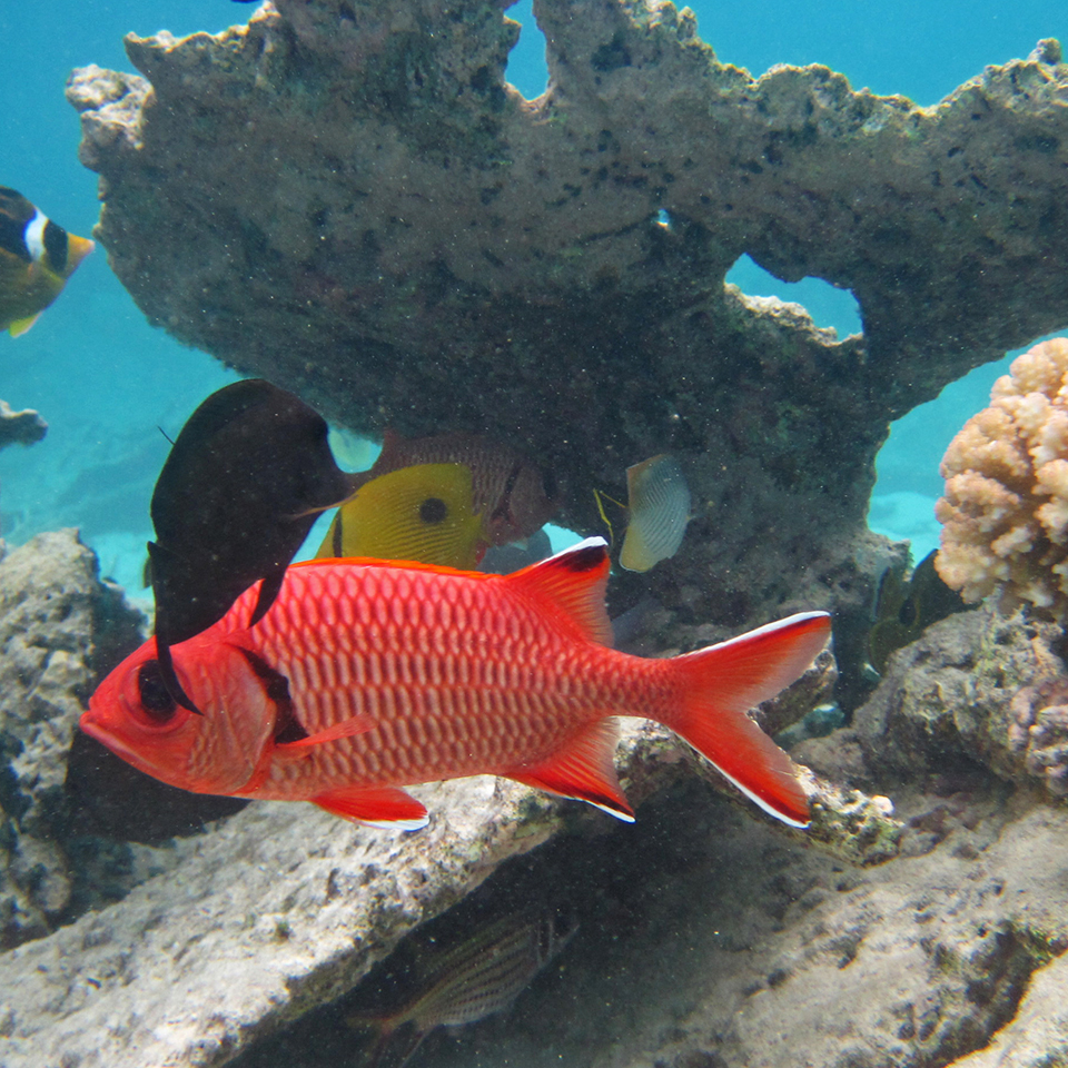 Hello_Mauritiu_Blue_Bay_Coral_Garden_Underwater_Sealife