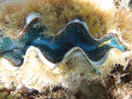 hello-mauritius-blue-bay-marine-park-giant-clam