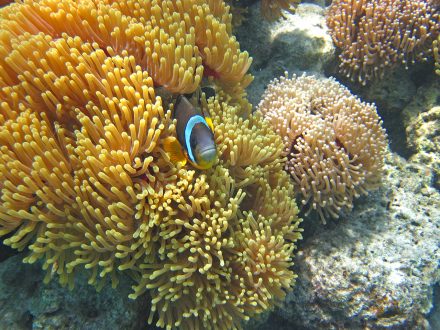 hello-mauritius-boat-tour-ile-aux-phare-snorkeling-sea-anemone